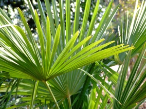 Palm leaves in photo entitled Palm Sunday